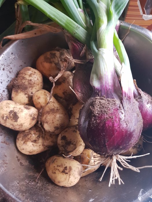 Nyskördade potatisar och purjolökar med jordrester i en skål.