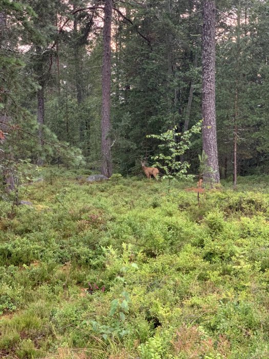 Rådjur i grönskande skogstomt med höga träd och undervegetation vid skymning.