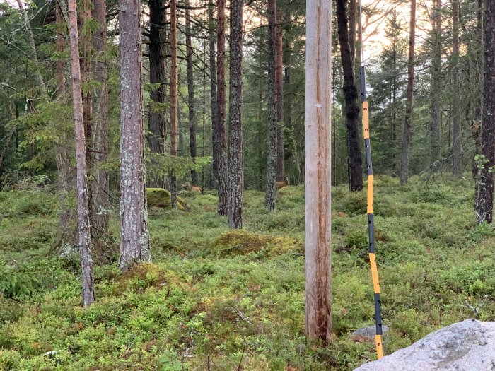 Skogsmark med träd och grönt undervegetation. En elstolpe med måttband framför.