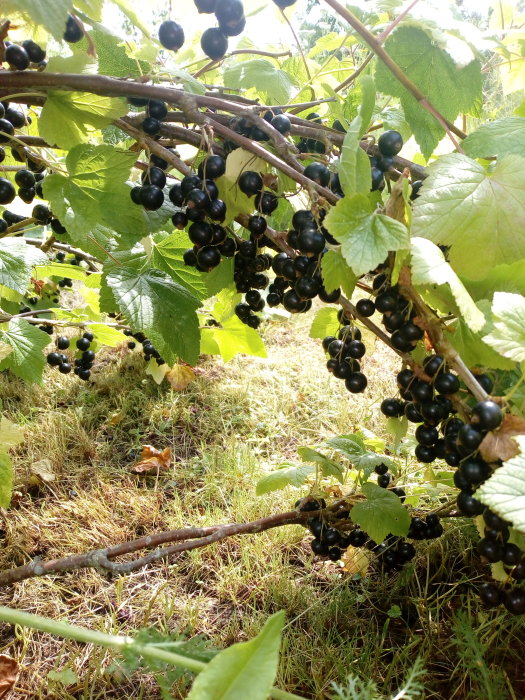 Mogna svarta vinbär på grenar bland gröna blad i en trädgård, redo för skörd.