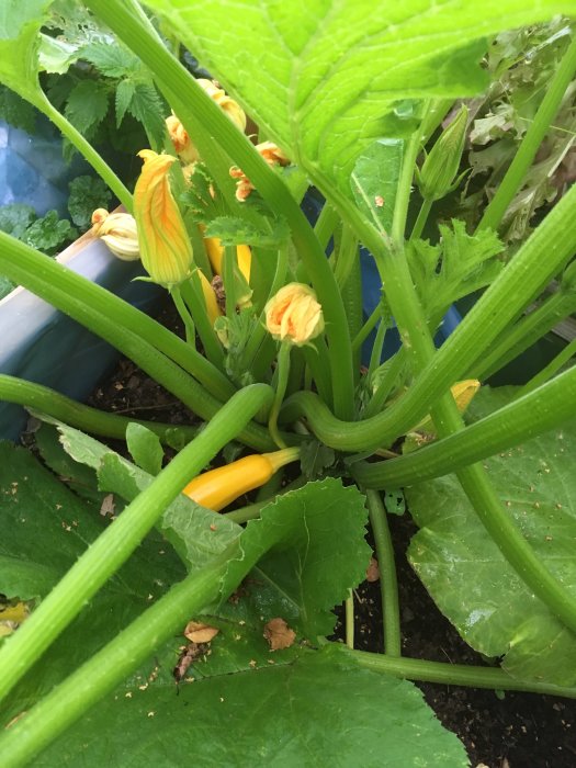 Mogen gul squash, Soleil-sort, med blomknoppar bland gröna blad och stjälkar.