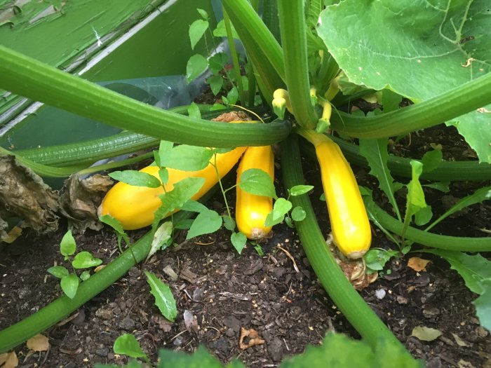 Gula squashfrukter soleil som växer bland gröna blad på jorden.