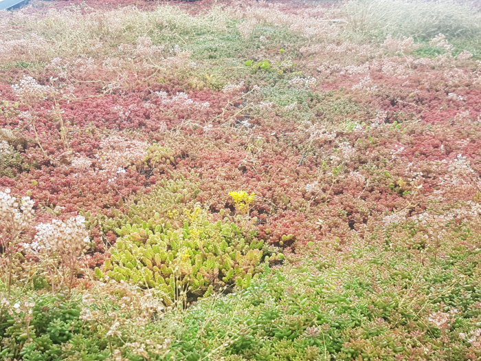 Olika nyanser av röda och gröna sedumväxter i ett takträdgårdsprojekt med en ensam gul blomma i mitten.