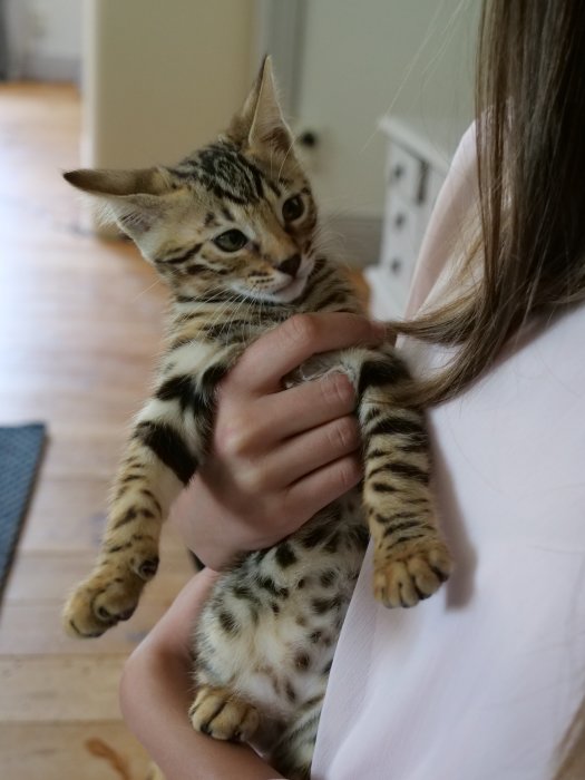 Kattungen Enzo hålls försiktigt av en person, ser in i kameran med en vaken blick.