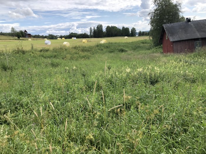 Äng med högt gräs framför röd stuga, höbalar i distansen under molnig himmel.
