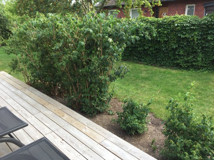 Rad av buskar av schersmin, några nyplanterade och några etablerade, framför en altan och gräsmatta.