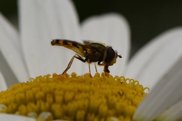 En blomfluga på en prästkrage med fokus på insekten och blomställningens detaljer.