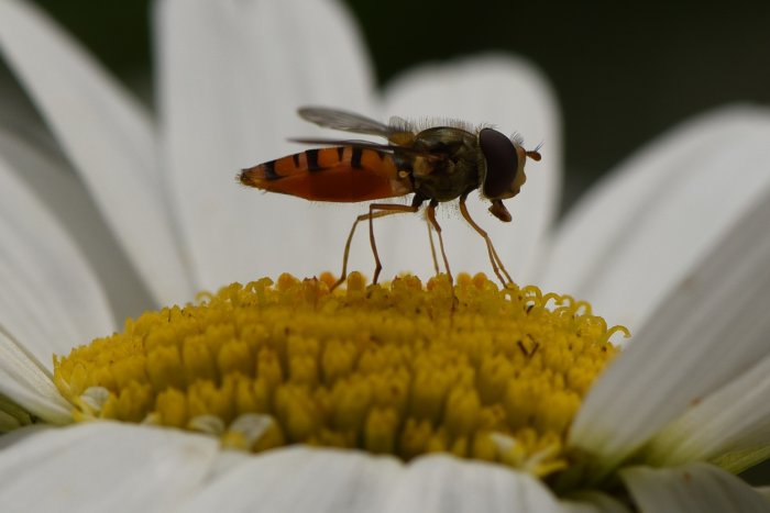 Blomfluga som sitter på mitten av en vit och gul blomma.