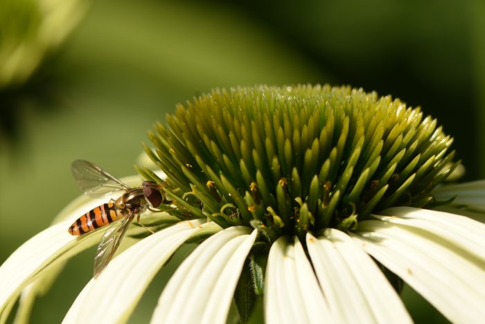 Blomfluga på vit blomma med gröna ståndare och soligt bakgrundsljus.