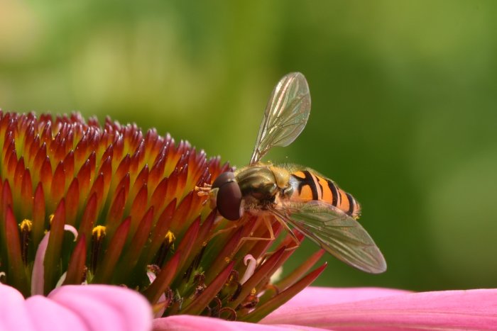 En blomfluga på den röda mitt av en rosa blomma med grönt suddig bakgrund.