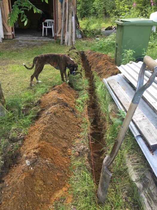 Hund undersöker en nygrävd, smal grävning i marken bredvid ett garage.