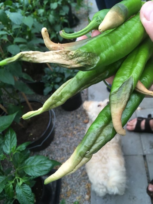 En hand som håller flera skadade gröna chilifrukter med tecken på vissning eller sjukdom, i en trädgård.