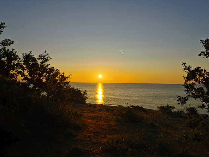 Soluppgång vid havet sett mellan silhuetter av träd och buskar.