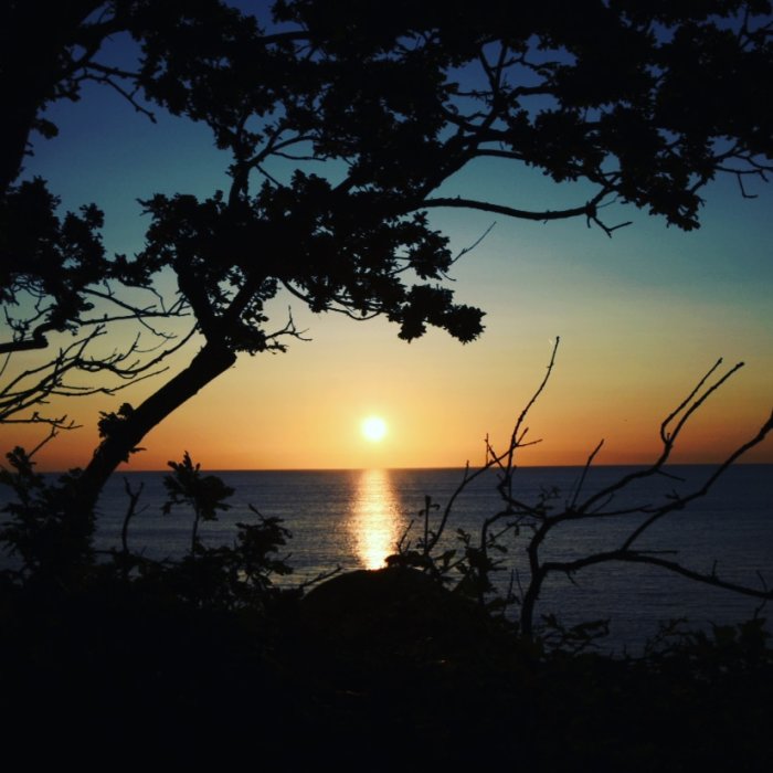 Soluppgång över havet sedd genom silhuetter av trädgrenar vid Stenshuvud.