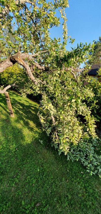 Stor avbruten gren på ett äppelträd fylld med omogna frukter, friskt grönt gräs syns under trädet.