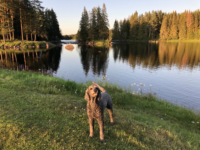 Hund framför skogssjö i solnedgång, väntar på att simma.