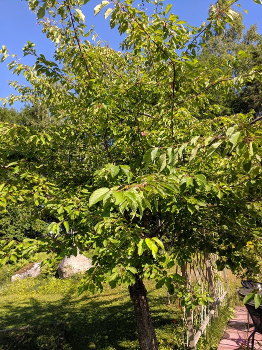 Ett träd med gröna blad och några röda bär i en trädgård, frågan är om det är ett körsbärsträd.