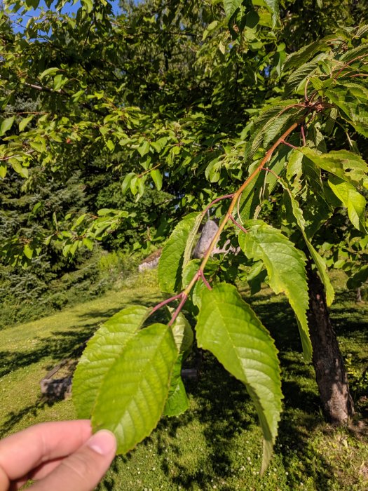 Hand håller ett blad från ett träd, troligtvis ett körsbärsträd, med grönska i bakgrunden.