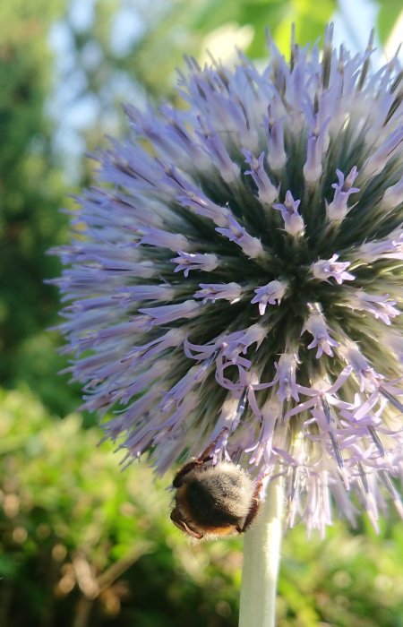 En humla som pollinerar en lila bolltistel i solljus.