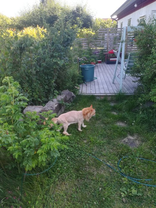 Trädgård med träaltan, grönska och en lejonklippt katt framför öppen dörr med synliga gångjärn.