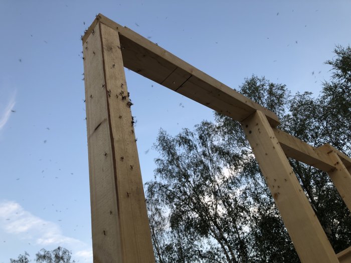Träkonstruktion utomhus med svärm av flygmyror kring och på träet mot en klarblå himmel.