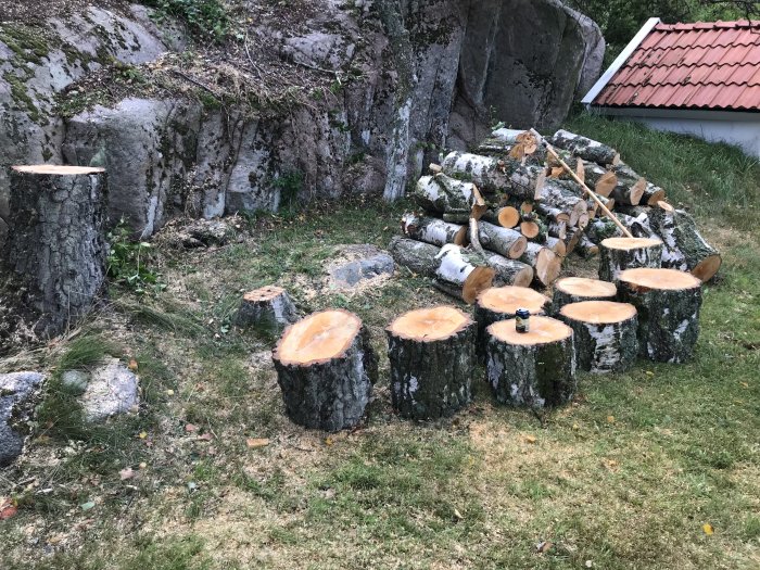 Nykapad ved med uprköttad stam och en burk som storleksjämförelse framför en stenmur.