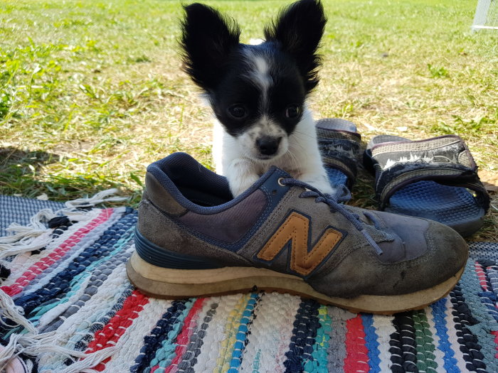 En liten svartvit hund bakom ett par smutsiga sneakers på en färgglad matta.
