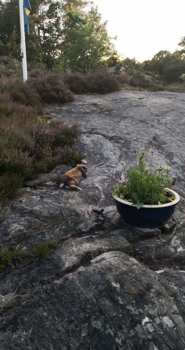 Ett gosedjur ligger på en klippa i Bohuslän nära en kruka med växter och en svensk flagga.