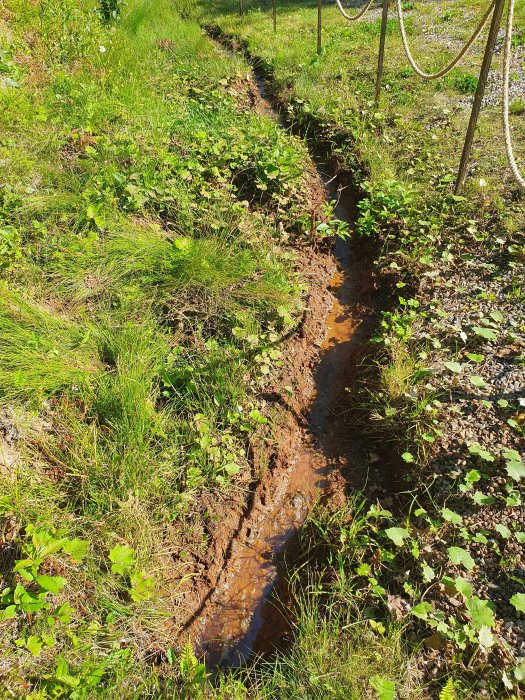 Ett grävt dike med stillestående vatten och blålera, flankerat av gräs och grönska.