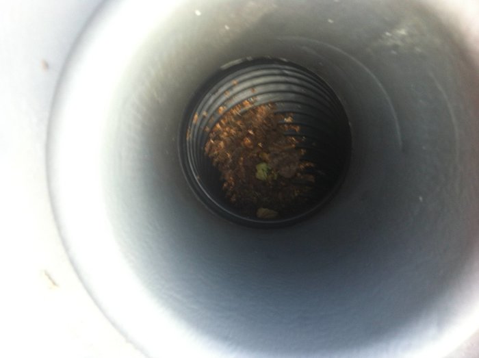 Inspektion av öppen ventilationstub på tak visar löv och skräp inuti.