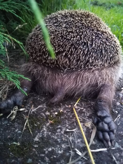 Igelkott sover på marken bland gräs och grenar.