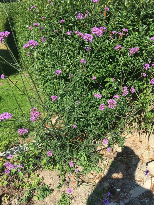 Ljust trädgårdsland med lila blommande växt, troligtvis 'Brautenschleier' eller 'Europa' astilbe, i solsken.