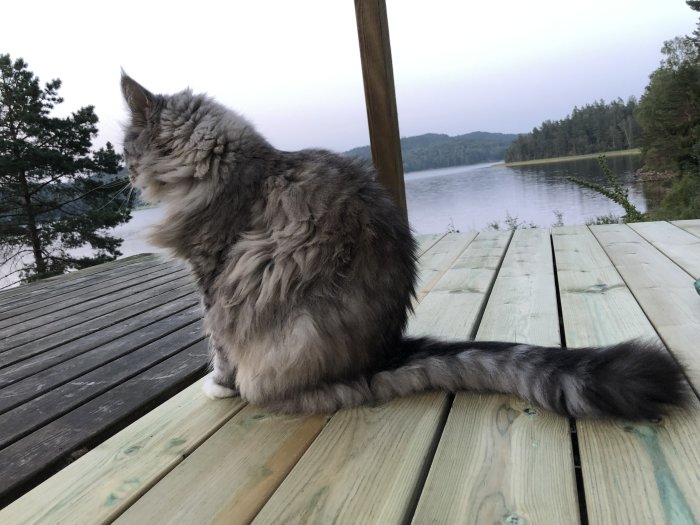 En långhårig katt sitter på en ny trätrall med ryggen mot kameran, med utsikt över en sjö och träd i skymningen.