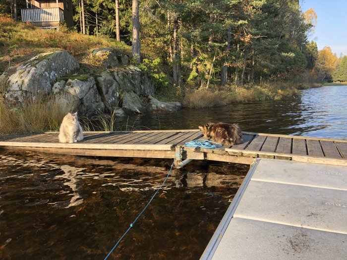 Två katter på en brygga vid en sjö, med skog och klippor i bakgrunden, under soligt väder.