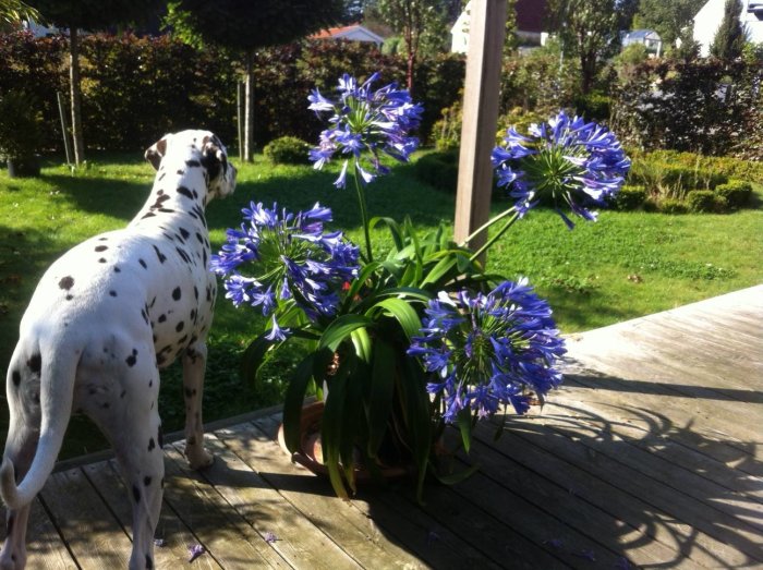 En dalmatiner betraktar en stor kruka med blommande blå agapantus på en träterrass.