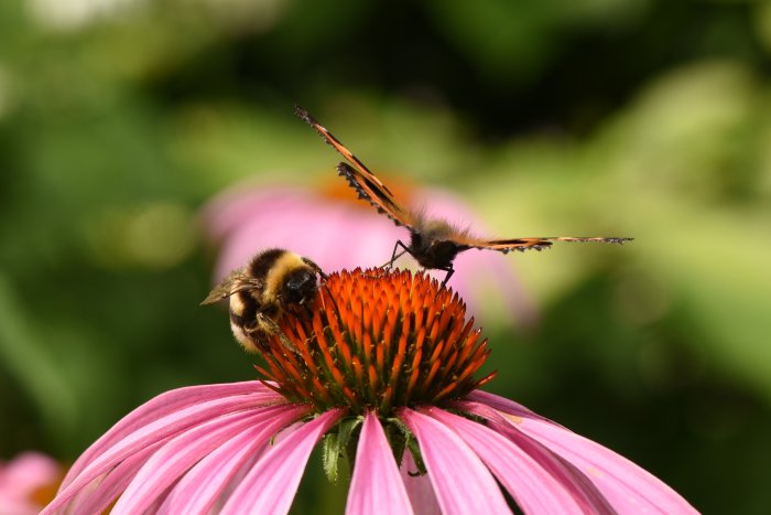 Humla på blomma med nässelfjäril flygande i bakgrunden.