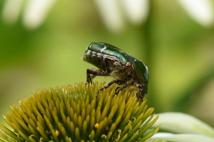 Gräsgrön guldbagge sitter på en gul blomma.