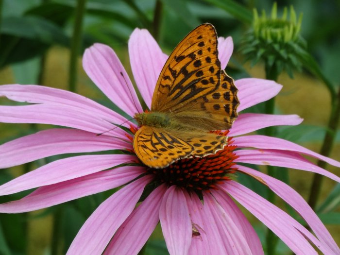 Nässelfjäril med öppna vingar på rosa blomma