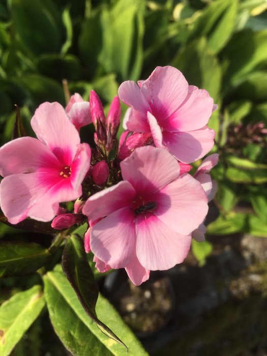 Närbild på rosafärgade höstfloxblommor i solljus med gröna blad i bakgrunden.