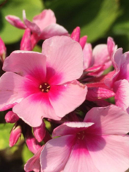 Närbild av blommande rosa höstflox i solljus.