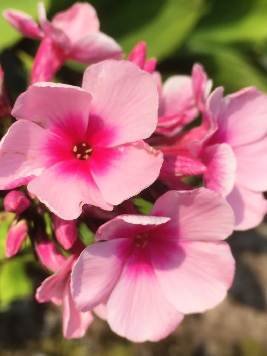 Närbild på rosa höstfloxblommor med skarp fokus och oskarp grön bakgrund.