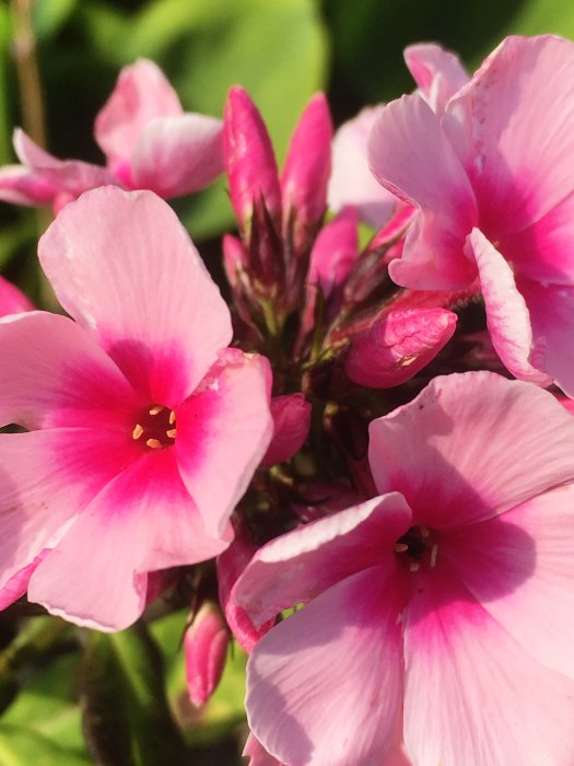 Närbild på rosa höstflox i blom.