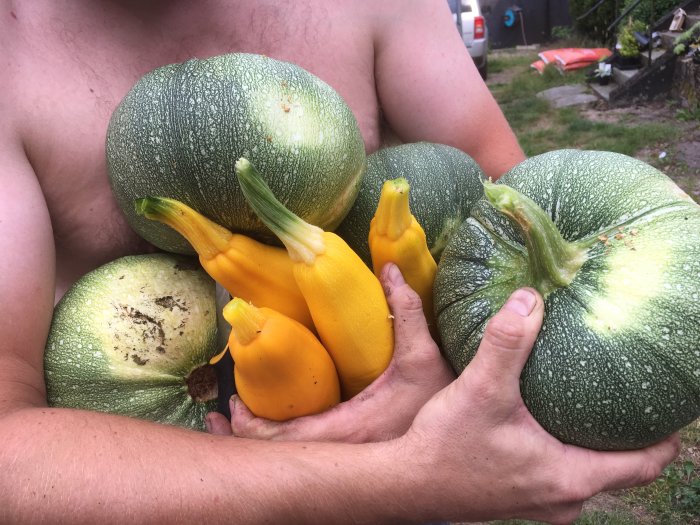 Händer håller gröna och gula squash i olika storlekar, skördade för säsongen.