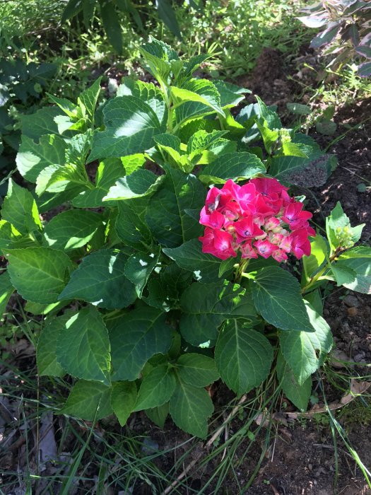 Hortensia med rosa blommor i en rabatt, omgiven av gröna blad och jord, visar tecken på perenn beteende.