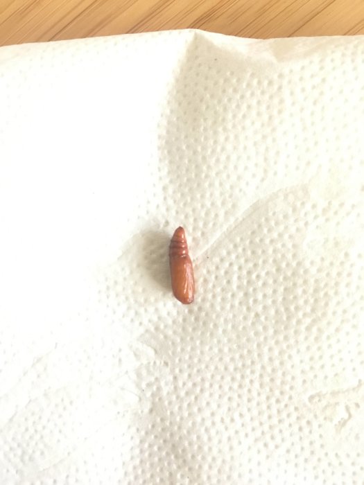 Okänd brun larv ca 1,5 cm lång på vitt hushållspapper.