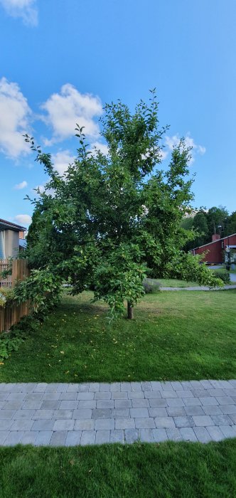 Lummig grönskande trädgård med fruktträd, gräsmatta och grå stenstig under en blå himmel.