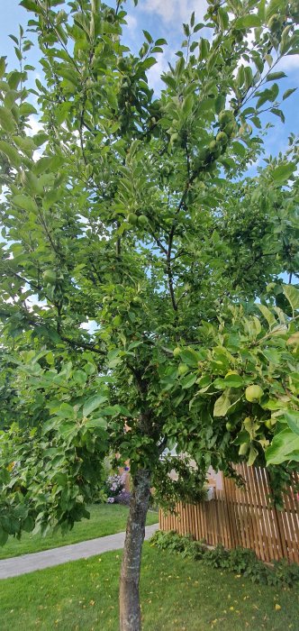 Ett frodigt fruktträd med gröna löv och omogna frukter mot en klarblå himmel.