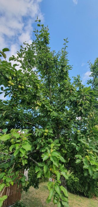 Fruktträd med gröna löv och omogna frukter mot blå himmel och moln.