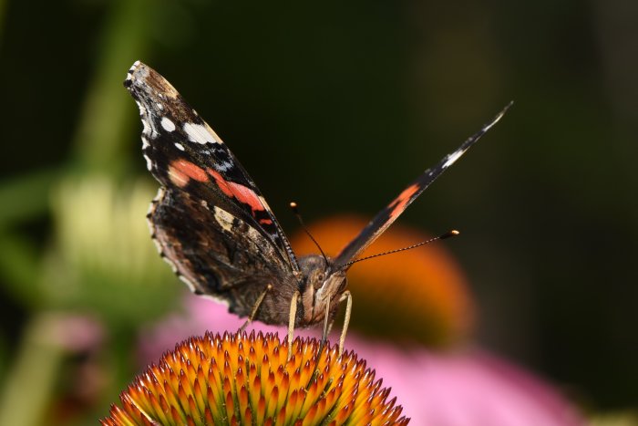 Närbild av en admiral fjäril som sitter på en orange tistelliknande blomma.