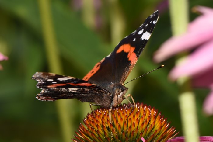 Amiral fjäril med utbredda vingar på en rödorange echinacea blomma.
